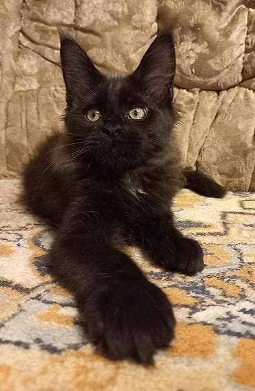 белый кошка: 🐾🐈Очеровательные котята мейн-кун готовы к переезду! Родились — 2