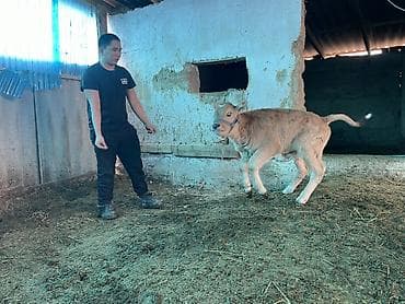 коровы и быки: Продаю | Музоо, торпок | На откорм — 10