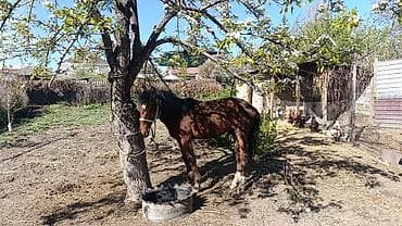 вощина для пчел: Продаю | Жеребец | Рабочий, Конный спорт — 1