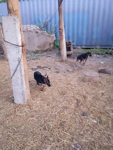 сабака тайган: Щенки немецкая овчарка - Возраст: молодые щенки 6 месяцев - Окрас — 1