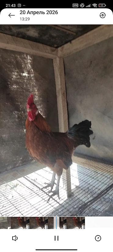 Үй жаныбарлары: Сатам | Короздор | Тебиштирүүчү | Көбөйтүү үчүн — 1