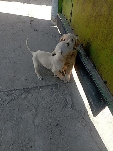 абисинская кошка: Отдам даром Щенков русского спаниеля мать спаниель отец подлец метисы — 3