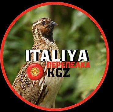 А/ч жаныбарлары үчүн тоюттар: Продаю певчих перепелов Итальянцев по всем вопросам звоните — 4