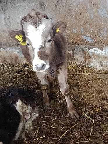 4 5мм: Сатам | Бука (эркек) — 4