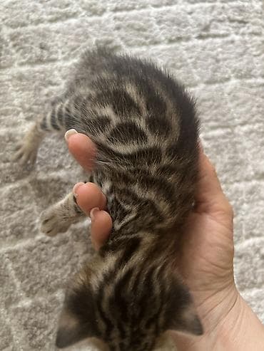 малинкий кошка: Бенгальские котята 2 месяца с редким ярким рисунком - Окрас — 2