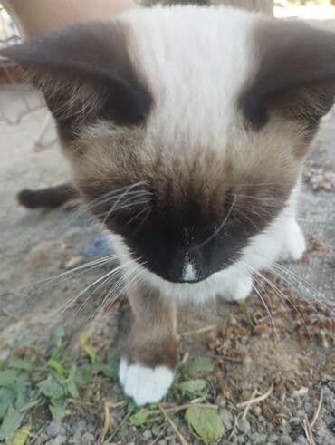 британская короткошёрстная кошка сколько стоит: Котята с окраском колор-пойнт (сиамский тип). Описание: - Окрас — 6