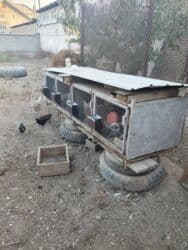 аренда животных: Продаю | Крольчата | Декоративная | Для разведения | Племенные — 3