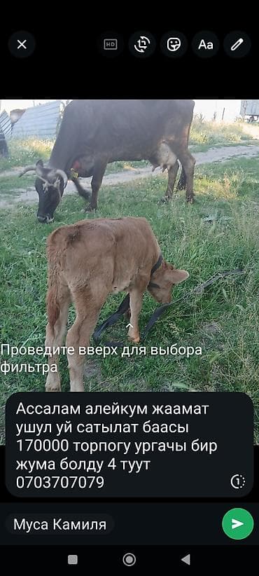 токмок кошки: Продаю | Корова (самка) | Полукровка | Для молока | После отела — 2