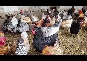 куры домашный: Продаю | Куры | Домашняя | Для разведения — 6