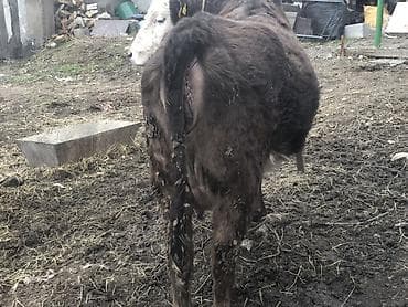 хаски цена собака: Продаю | Корова (самка), Тёлка | Ангус, Швицкая, Симментальская | На откорм, На забой, Для разведения | Стельные, Отела не было, Привязанные — 4