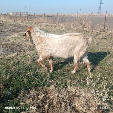 купить собаку шпица недорого: Продаю | Козёл (самец) | Полукровка | Для разведения | Осеменитель — 6