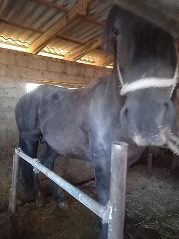 захоронение животных: Продаю | Конь (самец), Жеребец | На забой — 1