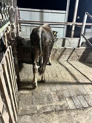 ургачы ит: Сатам | Бука (эркек) | Бордоп семиртүү үчүн | Байланган — 4