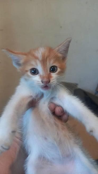 Животные: Котята отдам в добрые руки горшок ходят сами и кушают сами — 1