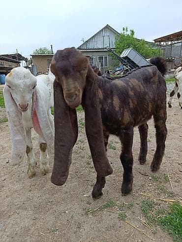 canada goose: Продаю | Козлёнок | Нубийская | Для разведения | Племенные — 1