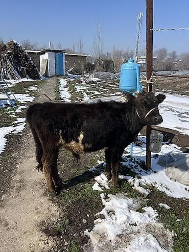 А/ч жаныбарларын сатам: Сатам | Уй (ургаачы), Бука (эркек), Музоо | Швиц | Бордоп семиртүү үчүн, Союуга, Көбөйтүү үчүн — 7