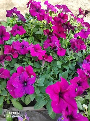 Предлагаем вашему вниманию цветущие кусты петунии оптом и в розницу в