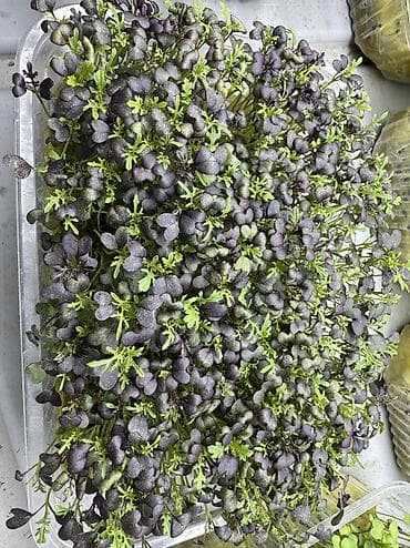 семена басай: Семена для микрозелени от Народных семян(Россия) Горох Мадраст — 1