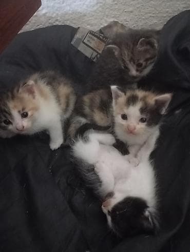 Продажа кошек: 🐾 Ищу добрые руки для котят Кошка родила 5 котят. Сейчас малыши — 3