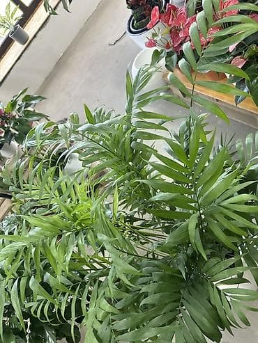 Хамедорея (Chamaedorea elegans, «бамбуковая пальма») в декоративном