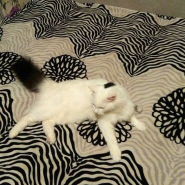 домашние кошки: Большой, красивый, турецкий ангор. Возраст пять лет. Кастрирован — 2