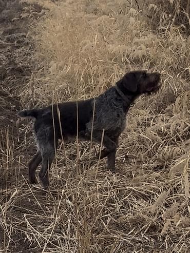 собаки бишкек: ВЯЗКА ВЯЗКА Читайте Внимательно !!! Предлагается Кабель Породы — 1