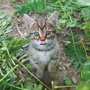 белые котята: Отдаем в добрые руки котят 1.5 месяца девочки и мальчики.Котята — 3