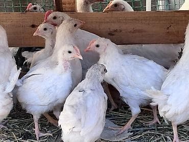 курица несушки: Продаю | Цыплята | На забой — 5