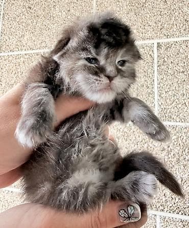 регдолл кошка: Мейн-кун, 1 месяц, Мальчик, Кастрирована, Приучена к лотку, Проглистована — 9