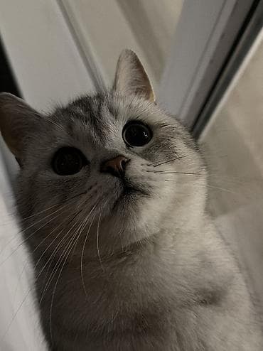 котёнок токмок: Вязка!!! Не продажа!! Бишкек! Тунгуч! Шотландская прямоухая — 2