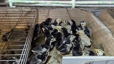 Животные: Продаю | Цыплята | Для разведения — 1