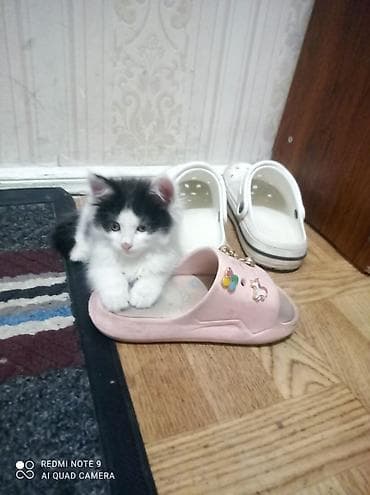 Үй жаныбарлары: Котёнок пушистик, чёрно-белый окрас (белая мордочка и грудка, тёмная — 2