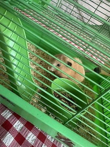 шотландская кошка бишкек: Хомяк с комплектом клеток и аксессуаров В комплекте: - Два — 1