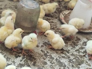цыпа: Продаю | Цыплята | Бройлерная | На забой — 1