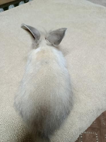 стол для аквариума: Продаю Кроликов декоративных, Отличный выбор для семьи и детей — 9