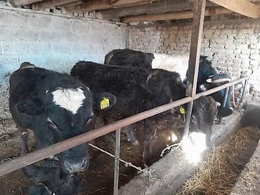 Животные: Продаю | Бык (самец) | На откорм | Привязанные — 5