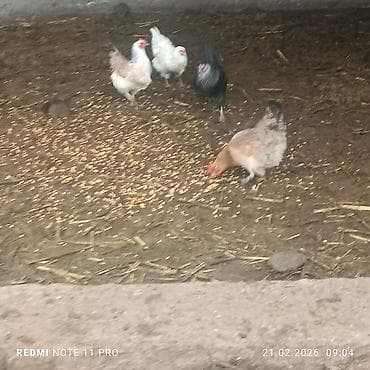 гнездо для кур: Продаю курей есть 4 штук прошу по 800 сом за каждого находится — 1