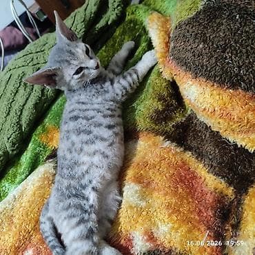 Донской сфинкс, 2 месяца, Девочка, Приучена к лотку at lalafo.kg Донской сфинкс, 2 месяца, Девочка, Приучена к лотку