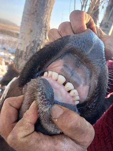 тоок сатуу: Сатам | Кунаажын | Алатоолук | Көбөйтүү үчүн | Асыл тукумдуу — 4