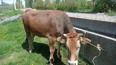 матки пчел: Продаю | Тёлка | Для разведения | Привязанные — 1