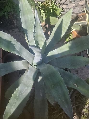 повторяющий кактус: Агава декоративная (несколько экземпляров) - Виды/формы — 1