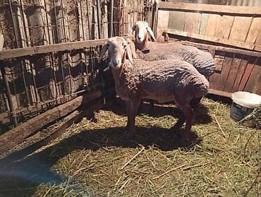 А/ч жаныбарларын сатам: Сатам | Кочкор (эркек) | Эдильбай | Союуга | Бычылган — 4