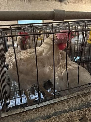 пчело ящик: Продаю | Куры | Леггорн | Несушки — 3