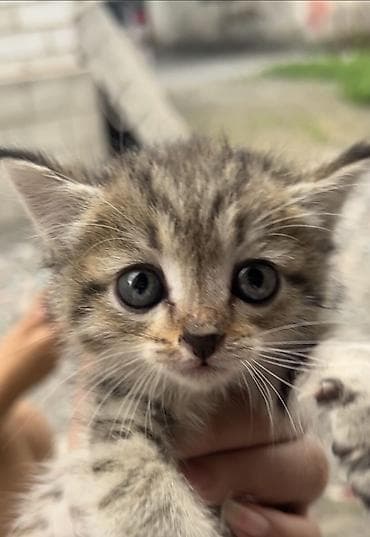 британский короткошерстный котенок: Британская короткошёрстная, 1 месяц, Мальчик, Метис, Приучена к лотку — 1