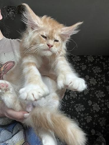 куплю хомяка с клеткой: Мощные эксклюзивные котята куны Мейн Куны с полным пакетом документов — 5