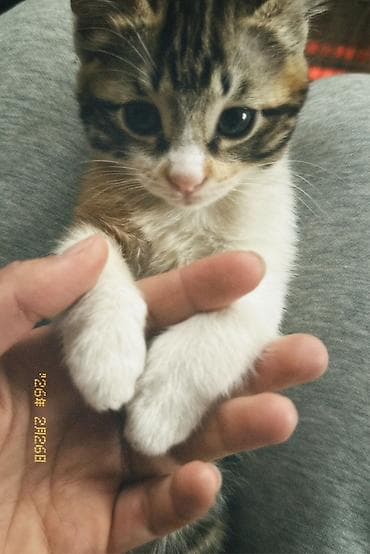 кормящая кошка: Котят к хорошим рукам,приучены к лотке — 2