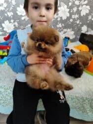 померанский шпиц купить недорого: Щенок породы померанский шпиц (типа мишка/той). - Компактный — 2