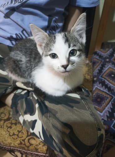 купить собаку бишкек: 3 месяца, Девочка, Приучена к лотку — 1