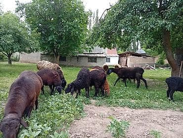 домашний кур: Продаю | Овца (самка) | Для разведения | Матка — 1