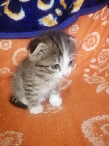 латок для котенка: Котёнок, полосато-белый, короткошёрстный. Окрас: серебристо-коричневый — 4